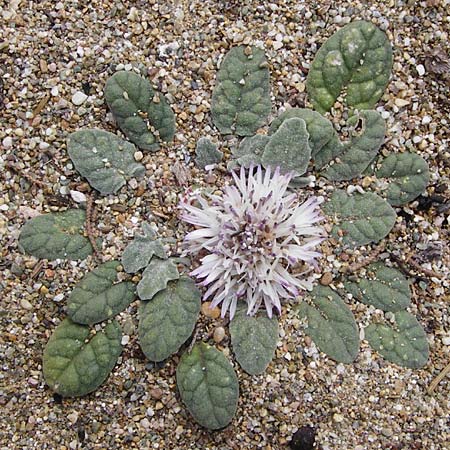 Centaurea aegialophila \ &Auml;g&auml;is-Flockenblume / Aegaean Knapweed, Kreta/Crete Vai 9.4.2015