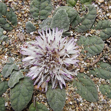 Centaurea aegialophila \ &Auml;g&auml;is-Flockenblume / Aegaean Knapweed, Kreta/Crete Vai 9.4.2015