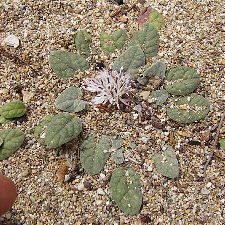Centaurea aegialophila \ &Auml;g&auml;is-Flockenblume / Aegaean Knapweed, Kreta/Crete Vai 9.4.2015