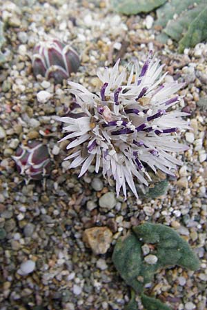 Centaurea aegialophila \ &Auml;g&auml;is-Flockenblume / Aegaean Knapweed, Kreta/Crete Vai 9.4.2015