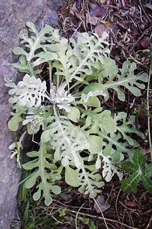 Centaurea argentea \ Silberwei�e Flockenblume / Silver Knapweed, Kreta/Crete Perivolakia - Schlucht / Gorge 10.4.2015