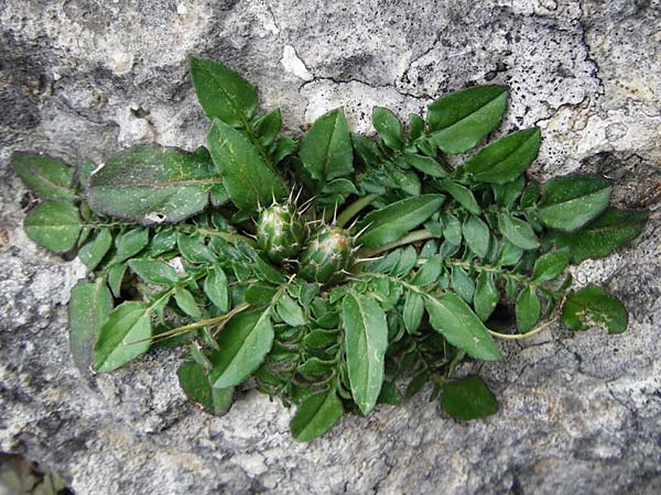 Centaurea raphanina subsp. raphanina \ Rettichartige Flockenblume / Knapweed, Kreta/Crete Kavousi 11.4.2015