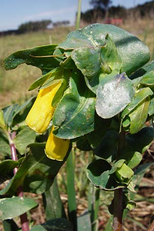 Cerinthe major \ Gro�e Wachsblume / Greater Honeywort, Kreta/Crete Arhanes, Jouhtas 30.3.2015