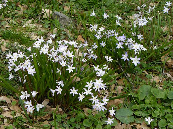 Scilla nana subsp. albescens \ Wei&szlig;liche Sternhyazinthe / Whitish Glory of the Snow, Kreta/Crete Ideon Andron 2.4.2015