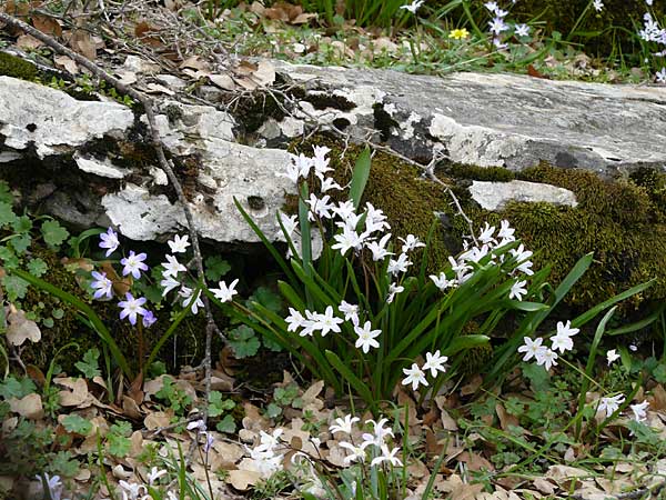 Scilla nana subsp. albescens \ Wei&szlig;liche Sternhyazinthe / Whitish Glory of the Snow, Kreta/Crete Ideon Andron 2.4.2015