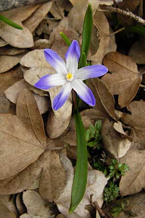 Scilla nana subsp. albescens \ Wei&szlig;liche Sternhyazinthe / Whitish Glory of the Snow, Kreta/Crete Ideon Andron 2.4.2015