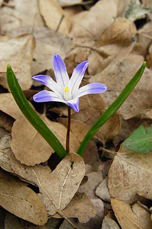 Scilla nana subsp. albescens \ Wei&szlig;liche Sternhyazinthe / Whitish Glory of the Snow, Kreta/Crete Ideon Andron 2.4.2015