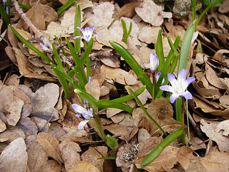 Scilla nana subsp. albescens \ Wei&szlig;liche Sternhyazinthe / Whitish Glory of the Snow, Kreta/Crete Ideon Andron 2.4.2015