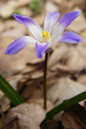 Scilla nana subsp. albescens \ Wei&szlig;liche Sternhyazinthe / Whitish Glory of the Snow, Kreta/Crete Ideon Andron 2.4.2015