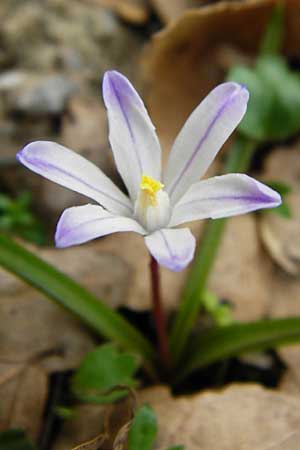 Scilla nana subsp. albescens \ Wei&szlig;liche Sternhyazinthe / Whitish Glory of the Snow, Kreta/Crete Ideon Andron 2.4.2015