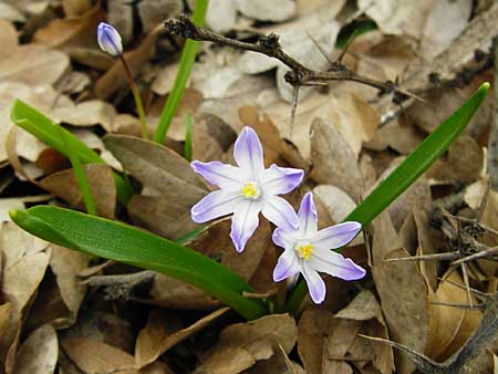 Scilla nana subsp. albescens \ Wei&szlig;liche Sternhyazinthe / Whitish Glory of the Snow, Kreta/Crete Ideon Andron 2.4.2015