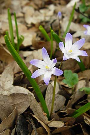 Scilla nana subsp. albescens \ Wei&szlig;liche Sternhyazinthe / Whitish Glory of the Snow, Kreta/Crete Ideon Andron 2.4.2015