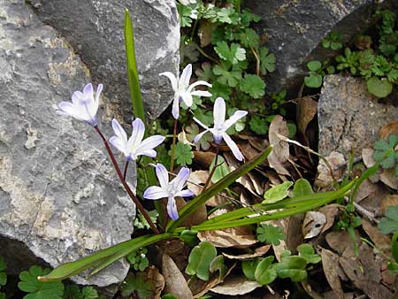 Scilla nana subsp. albescens \ Wei&szlig;liche Sternhyazinthe / Whitish Glory of the Snow, Kreta/Crete Ideon Andron 2.4.2015