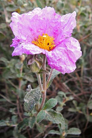 Cistus incanus subsp. creticus \ Kretische Zistrose / Cretan Cistus, Kreta/Crete Knossos 31.3.2015