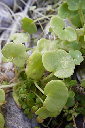 Cymbalaria longipes \ Langstieliges Zimbelkraut / Long-peduncle Toadflax, Kreta/Crete Moni Kapsa 10.4.2015