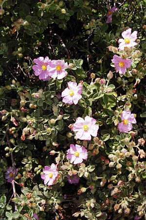 Cistus parviflorus \ Kleinbl&uuml;tige Zistrose / Small-Flowered Rock-Rose, Kreta/Crete Vai 9.4.2015