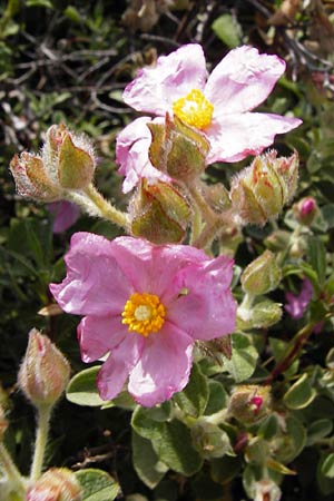 Cistus parviflorus \ Kleinbl&uuml;tige Zistrose / Small-Flowered Rock-Rose, Kreta/Crete Vai 9.4.2015