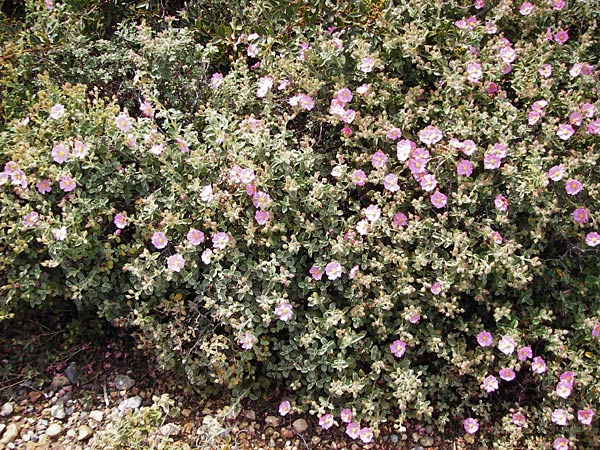 Cistus parviflorus \ Kleinbl&uuml;tige Zistrose / Small-Flowered Rock-Rose, Kreta/Crete Vai 9.4.2015