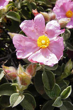 Cistus parviflorus \ Kleinbl&uuml;tige Zistrose / Small-Flowered Rock-Rose, Kreta/Crete Vai 9.4.2015