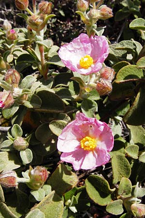 Cistus parviflorus \ Kleinbl&uuml;tige Zistrose / Small-Flowered Rock-Rose, Kreta/Crete Vai 9.4.2015
