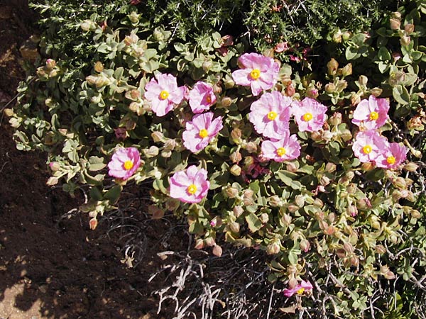 Cistus parviflorus \ Kleinbl&uuml;tige Zistrose / Small-Flowered Rock-Rose, Kreta/Crete Vai 9.4.2015