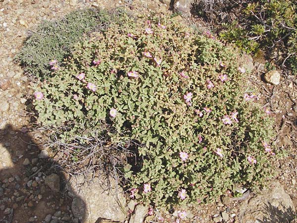 Cistus parviflorus \ Kleinbl&uuml;tige Zistrose / Small-Flowered Rock-Rose, Kreta/Crete Vai 9.4.2015