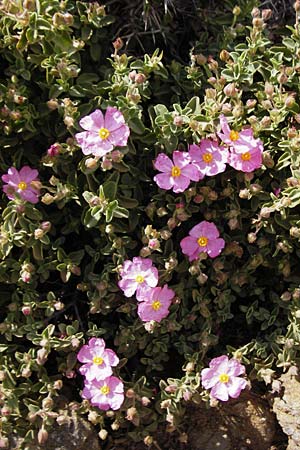 Cistus parviflorus \ Kleinbl&uuml;tige Zistrose / Small-Flowered Rock-Rose, Kreta/Crete Vai 9.4.2015