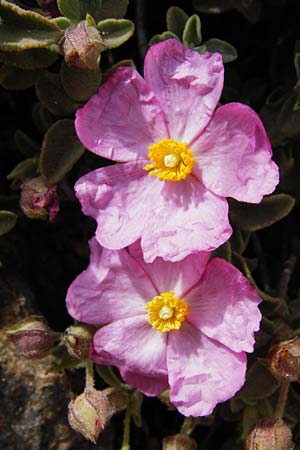 Cistus parviflorus \ Kleinbl&uuml;tige Zistrose / Small-Flowered Rock-Rose, Kreta/Crete Vai 9.4.2015