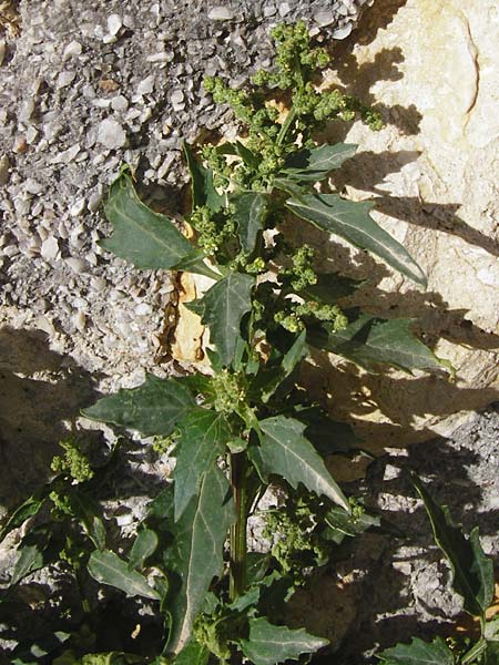 Chenopodium quinoa \ Reismelde, Inka-Reis / Quinoa, Kreta/Crete Heraklion 31.3.2015