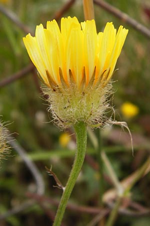 Crepis commutata \ Vertauschter Pippau / Confused Hawk's-Beard, Kreta/Crete Sitia 8.4.2015