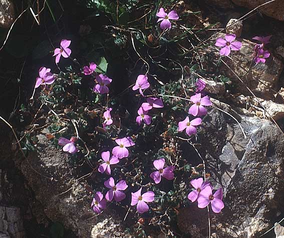 Malcolmia flexuosa \ Geschl&auml;ngelte Meerviole / Sea Stock, Kreta/Crete Mallia 6.4.1990