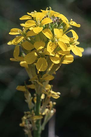 Erysimum raulini \ Sch�terich / Treacle Mustard, Kreta/Crete Grigoria 19.4.2001