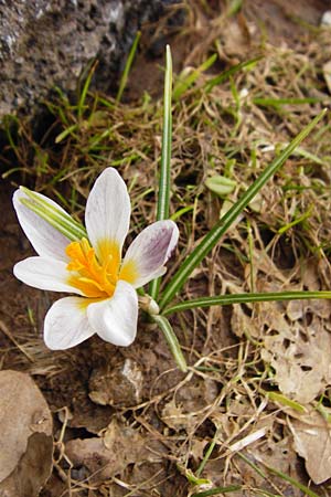 Crocus sieberi \ Siebers Krokus, Griechischer Zwerg-Krokus / Cretan Crocus, Snow Crocus, Kreta/Crete Ideon Andron 2.4.2015