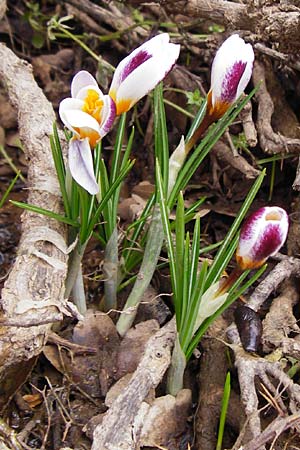 Crocus sieberi \ Siebers Krokus, Griechischer Zwerg-Krokus / Cretan Crocus, Snow Crocus, Kreta/Crete Ideon Andron 2.4.2015