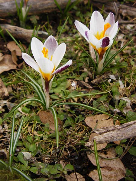 Crocus sieberi \ Siebers Krokus, Griechischer Zwerg-Krokus / Cretan Crocus, Snow Crocus, Kreta/Crete Ideon Andron 2.4.2015