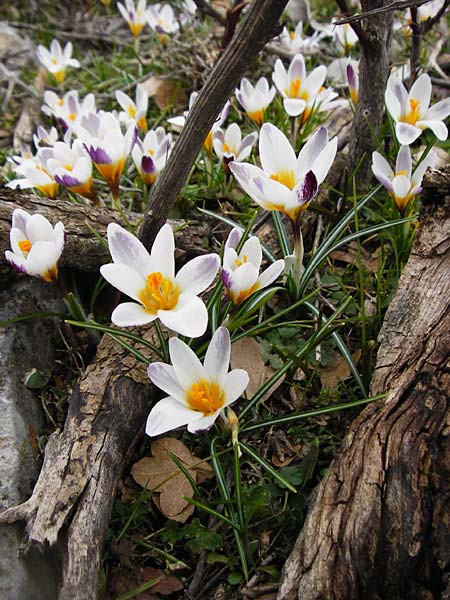 Crocus sieberi \ Siebers Krokus, Griechischer Zwerg-Krokus / Cretan Crocus, Snow Crocus, Kreta/Crete Ideon Andron 2.4.2015