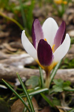 Crocus sieberi \ Siebers Krokus, Griechischer Zwerg-Krokus / Cretan Crocus, Snow Crocus, Kreta/Crete Ideon Andron 2.4.2015