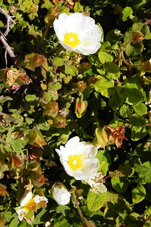 Cistus salviifolius \ Salbeibl&auml;ttrige Zistrose / Sage-Leaved Rock-Rose, Kreta/Crete Vai 9.4.2015
