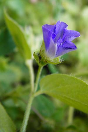 Convolvulus siculus \ Sizilianische Winde / Blue Bindweed, Kreta/Crete Perivolakia - Schlucht / Gorge 10.4.2015