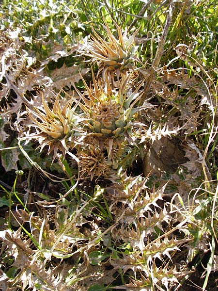 Cynara cornigera \ Gehrnte Artischocke / Horned Artichoke, Kreta/Crete Preveli Strand/Beach 3.4.2015