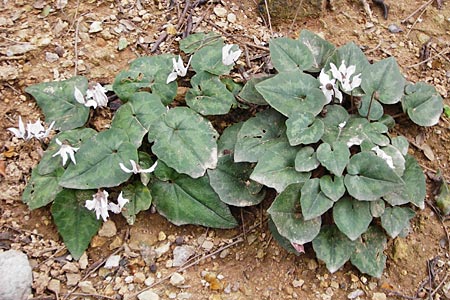 Cyclamen creticum \ Kretisches Alpenveilchen / Cretan Cyclamen, Cretan Sowbread, Kreta/Crete Zakros - Schlucht / Gorge 8.4.2015