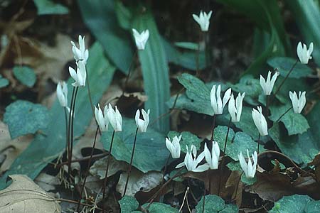Cyclamen creticum \ Kretisches Alpenveilchen / Cretan Cyclamen, Cretan Sowbread, Kreta/Crete Samaria - Schlucht / Gorge 17.5.1991