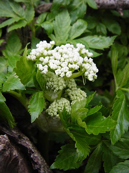 Lecokia cretica \ Kretische Lecokie / Cretan Lecokia, Kreta/Crete Ideon Andron 2.4.2015