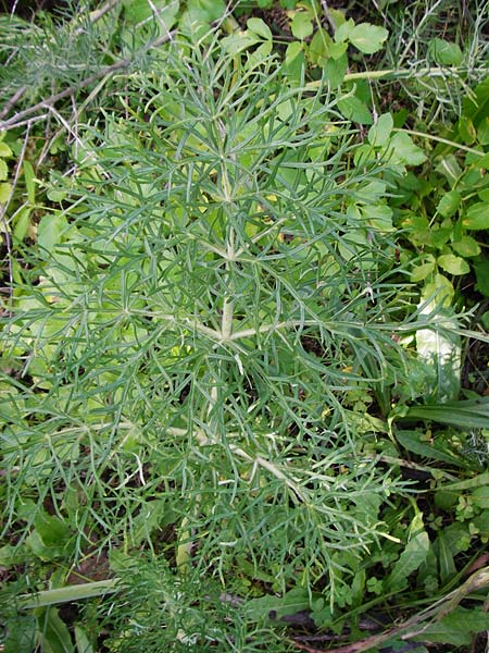 Thapsia garganica \ Gargano-Purgierdolde / Italian Thapsia, Kreta/Crete Kritsa 11.4.2015