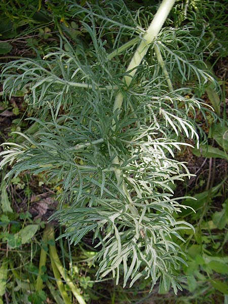 Thapsia garganica \ Gargano-Purgierdolde / Italian Thapsia, Kreta/Crete Kritsa 11.4.2015