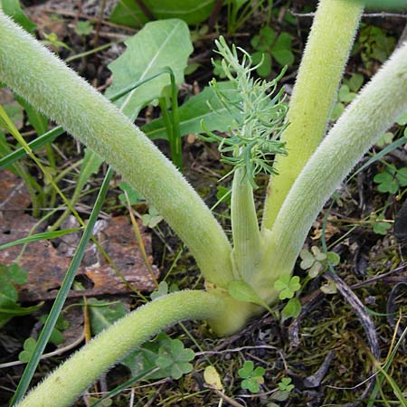 Thapsia garganica \ Gargano-Purgierdolde / Italian Thapsia, Kreta/Crete Kritsa 11.4.2015