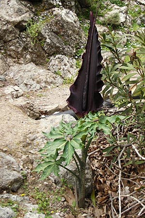 Dracunculus vulgaris \ Schlangenwurz, Drachenwurz / Voodoo Lily, Kreta/Crete Zakros - Schlucht / Gorge 8.4.2015