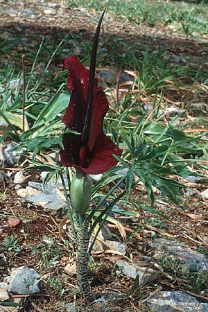 Dracunculus vulgaris \ Schlangenwurz, Drachenwurz / Voodoo Lily, Kreta/Crete Zakros 13.4.1990