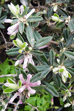 Daphne sericea \ Berg-Seidelbast / Silky Daphne, Kreta/Crete Thripti 10.4.2015