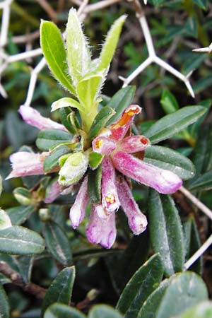Daphne sericea \ Berg-Seidelbast / Silky Daphne, Kreta/Crete Thripti 10.4.2015